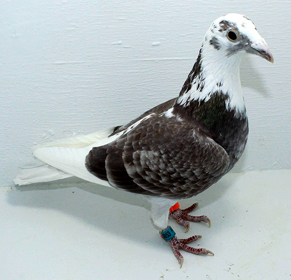 Band: AU 20053 FOYS 2025